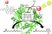 Light-powered artificial enzyme prepared