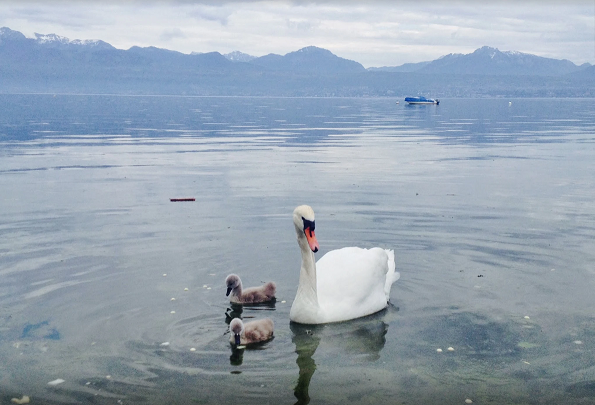 Lake Geneva